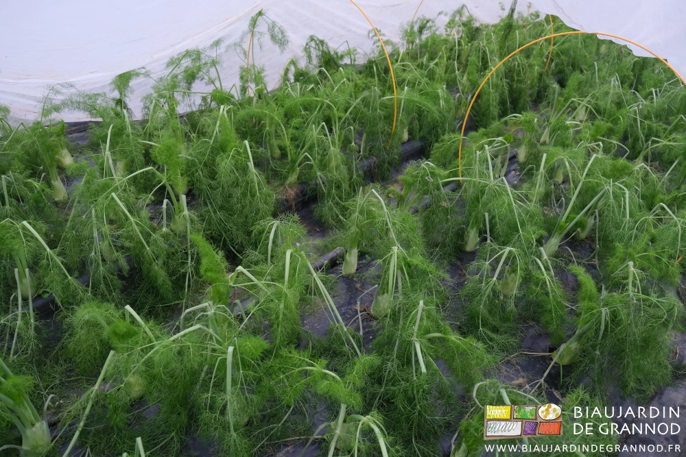 photo des fenouils aux feuilles courbées de gel sous voile thermique complémentaire sous tunnel