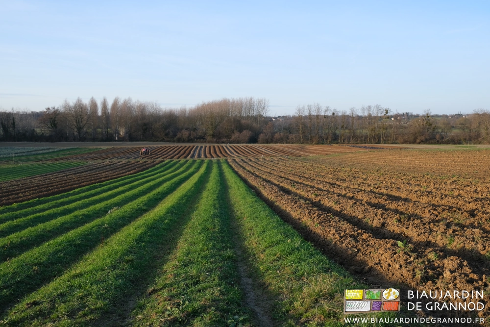 photo depuis le haut de la parcelle
