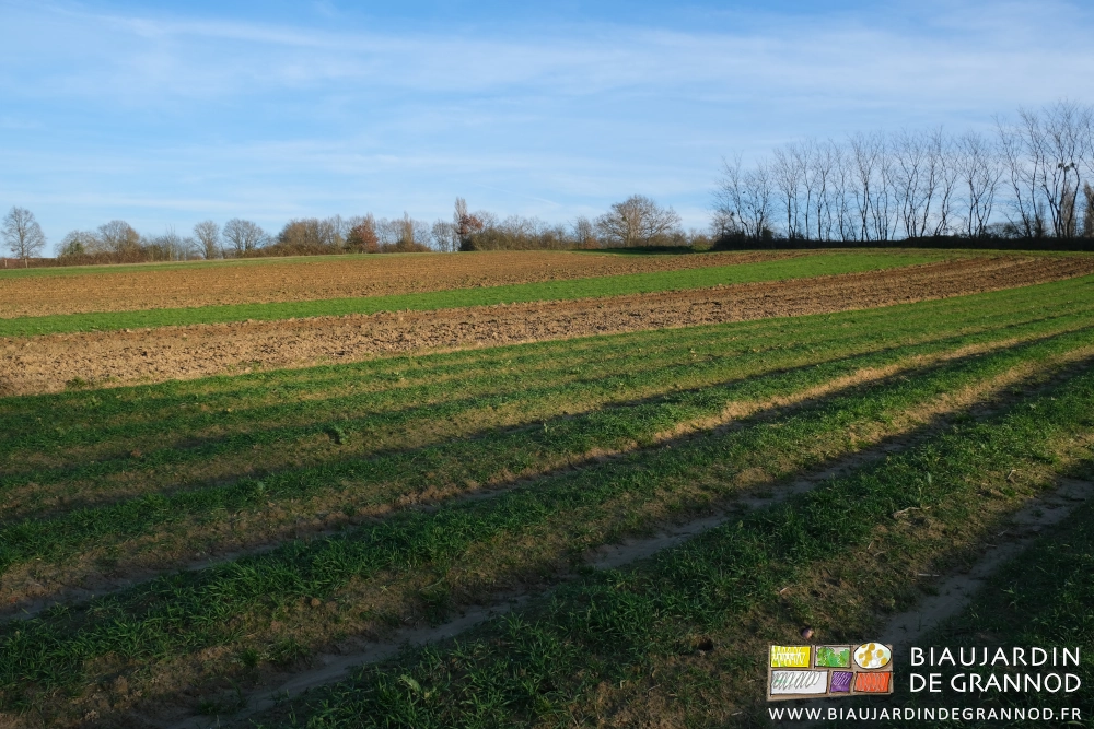 photo d'ensembles des parcelles reprise au cultibutte entre carrés en engrais verts