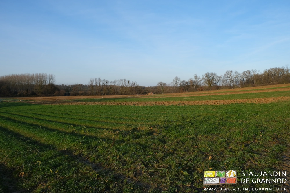 photo d'ensemble de la parcelle sur fond de bocage bressan
