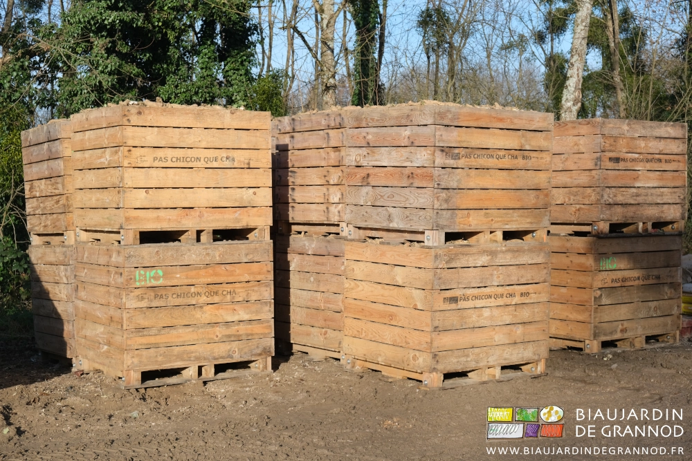 dans la cour de ferme photo de palox bois pleins de racines d'endive