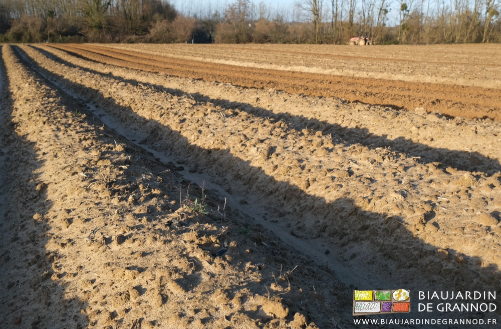 photo de repousses de petite oseille dans des planches buttées
