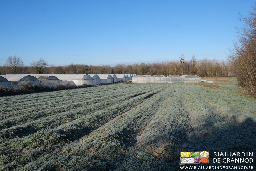 photo du pré-verger et des tunnels couverts de givre