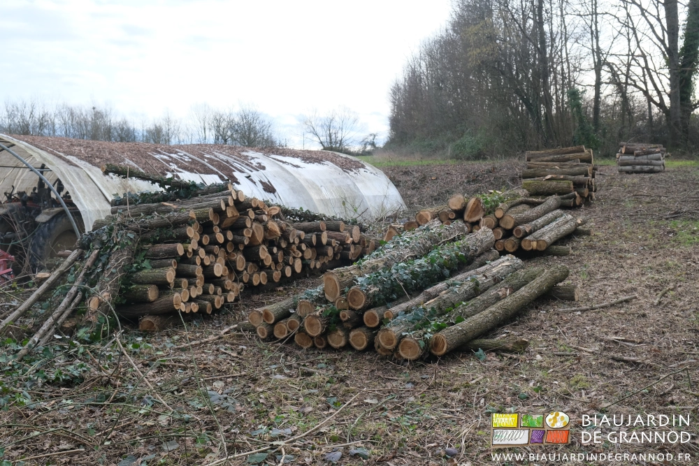 photo des bois sur le talus de la cour coupés et rangés en piles