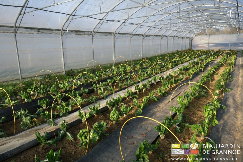 photo ensoleillée des planches de bettes binées aux allées bâchées d'une toile noire