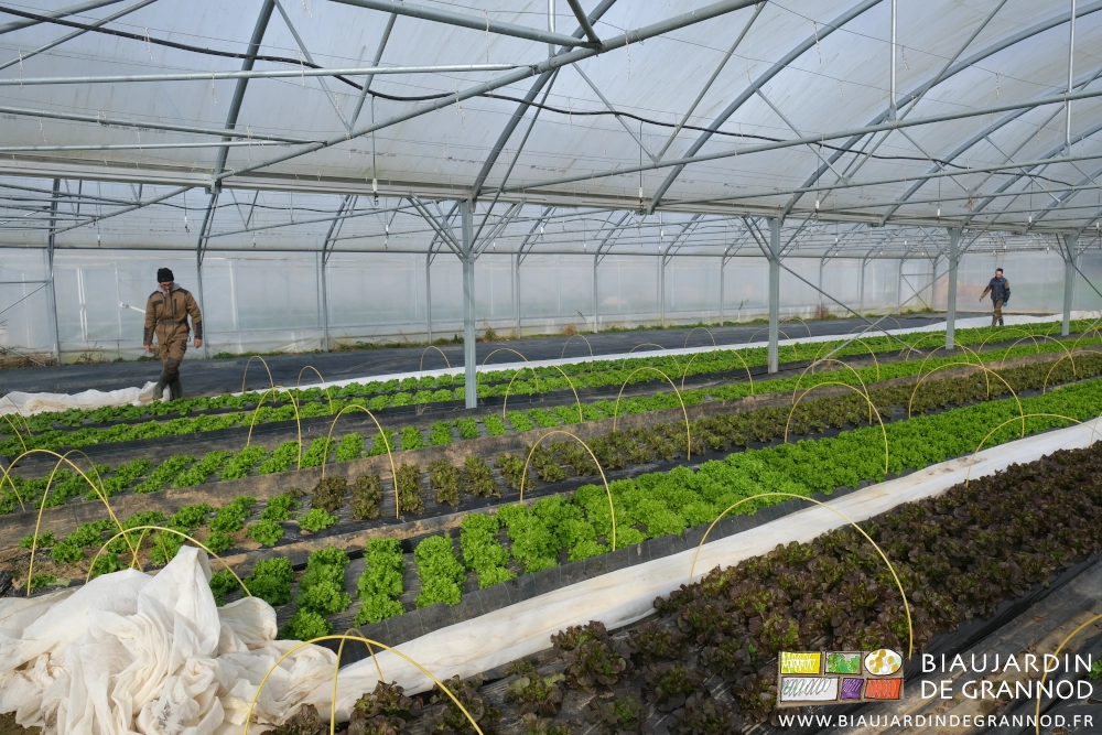 photo Matthieu et Vivien débâchent les salades des voiles thermiques et rangent dans les allées