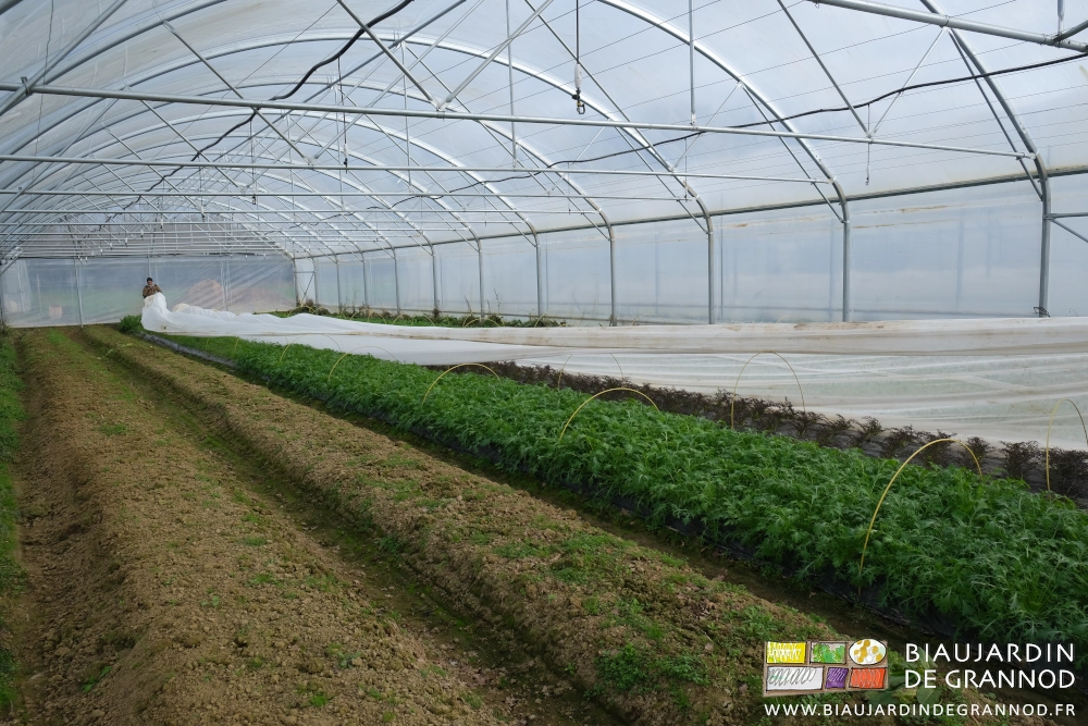 photo de Vivien et Matthieu enlevant un voile thermique qui protégeait les planches de mesclun