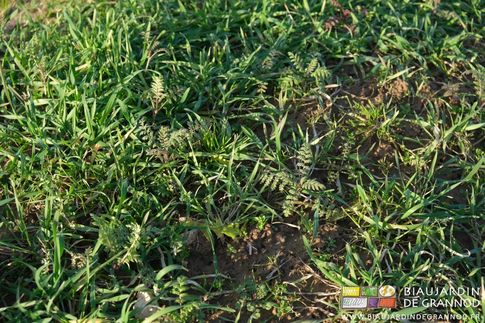 photo proche de vesce bien feuillue entre les pieds de seigle