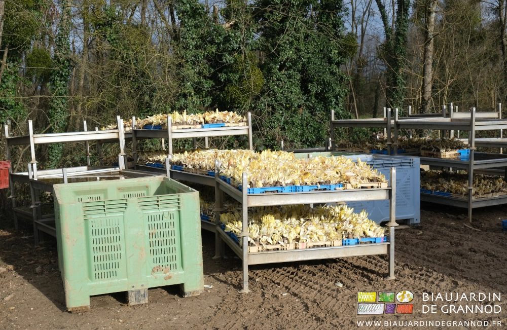 photo de piles de bacs à endives dans la cour après récilte