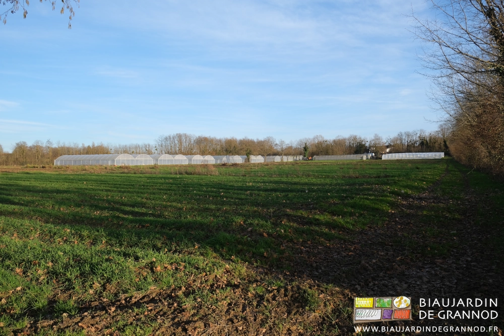 photo d'ensemble du jardin avec plein champ, tunnels, haies, nombreux engrais verts, sous ciel bleu