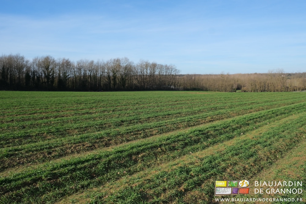 photo sous ciel bleu d'une parcelle toute en planches d'engrais vert hiverné sur fond de haie