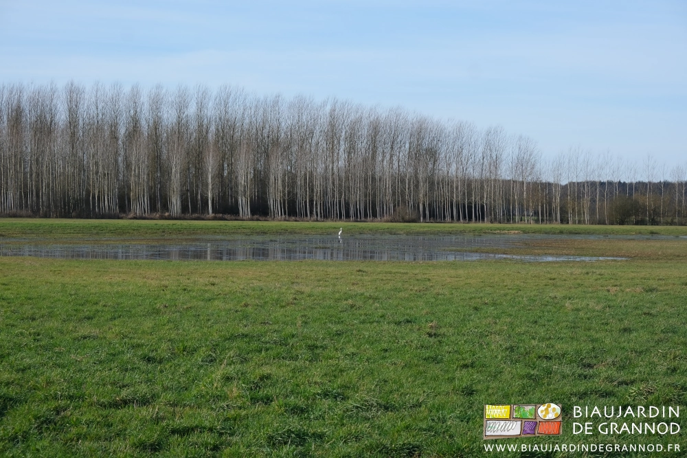 photo de la prairie partiellement sous l'eau accueil pour héron et aigrette
