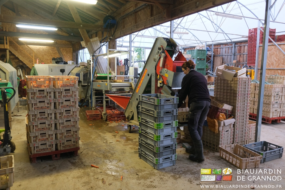 photo de Alice préparant des cagettes de carotte et autres betteraves rouges