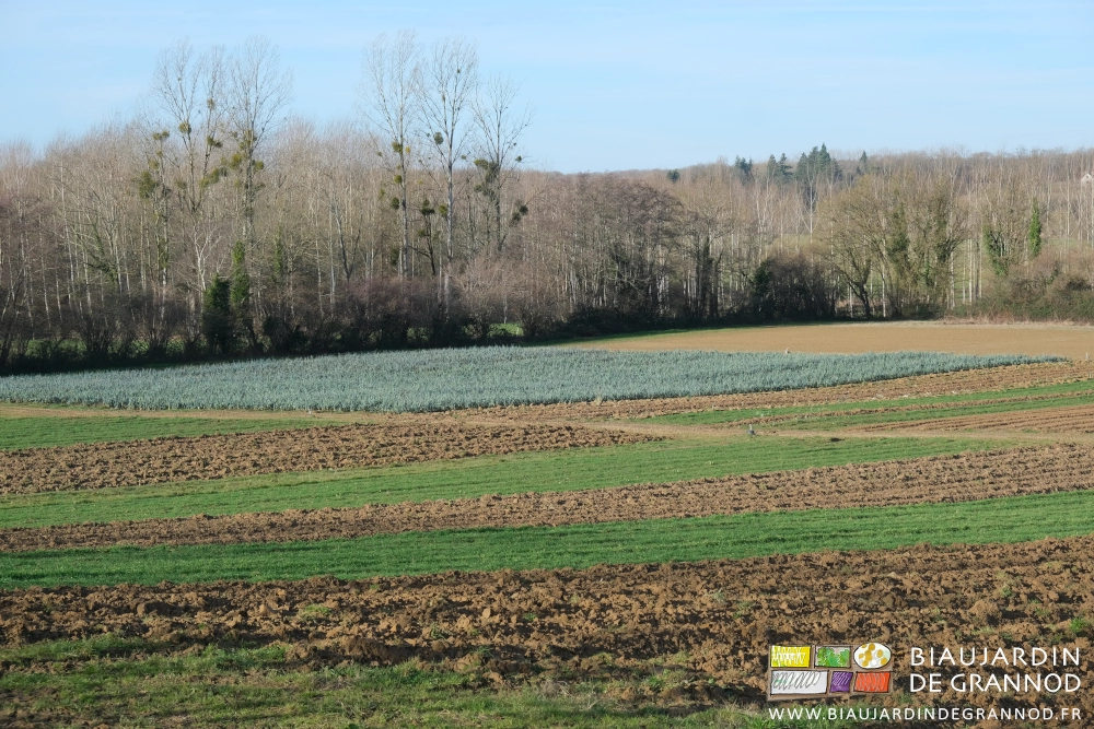 photo lointaine des carrés de poireau dans une parcelle entourée de haies