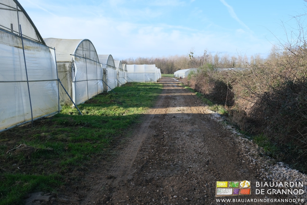 photo d'ensemble de l'allée de circulation entre les bi-tunnels et le quadri-tunnel