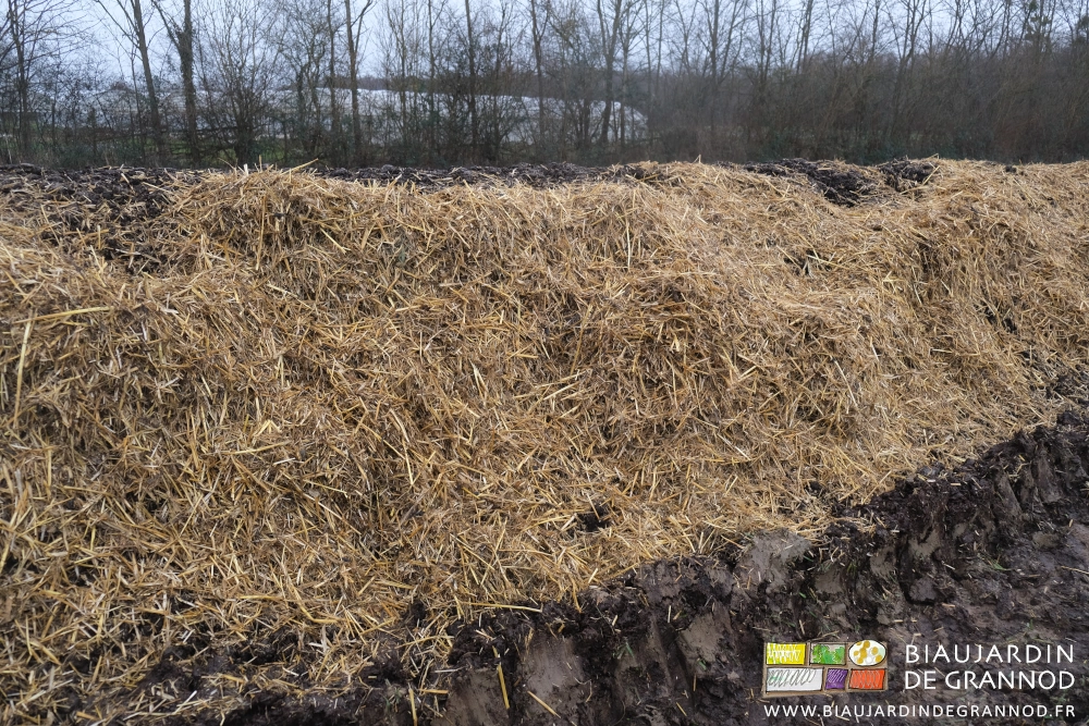 photo proche de la paille coupée et répartie sur le tas allongé de fumier