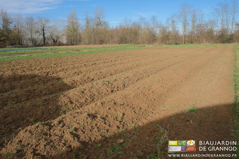 photo sous ciel bleu d'un carré de planches juste déchaumées au rotovator