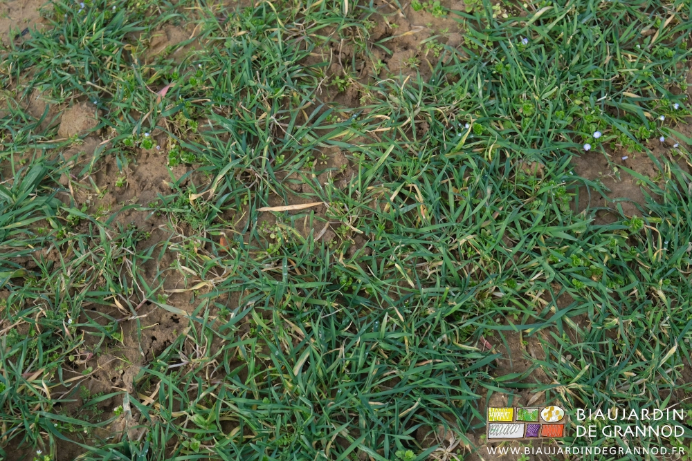 photo de planches de seigle mais avec mouron et véronique