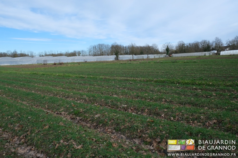 photo d'une parcelle de 9 carrés de 16 planches couvertes de seigle et vesce