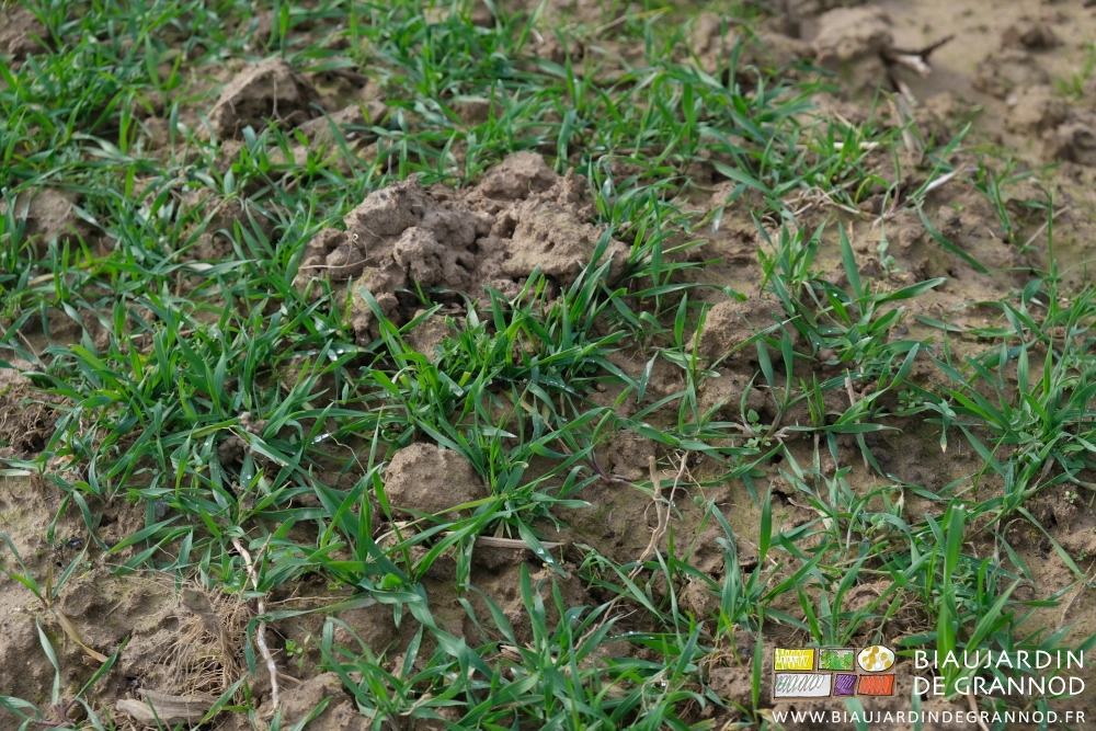phooto proche de touffes de seigle jeune mais couvrant complètement la surface de la planche permanente