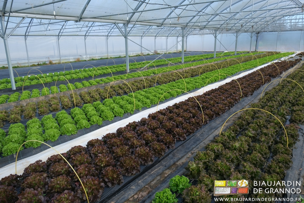 photo d'un bi-tunnel garni de laitues batavias et feuille de chêne vertes comme brunes
