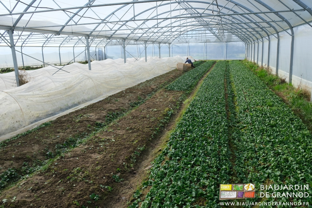 photo de Émilie récoltant la mâche cultivée en semis direct