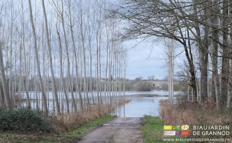 photo de la prairie complètement inondée par la Seille, qui arrive au pied de notre ferme