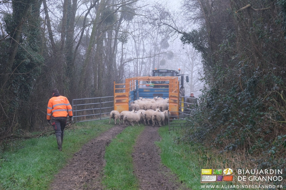 photo brumeuse du chargement des brebis dans la remorque bétaillère dans un chemin bordé de haies