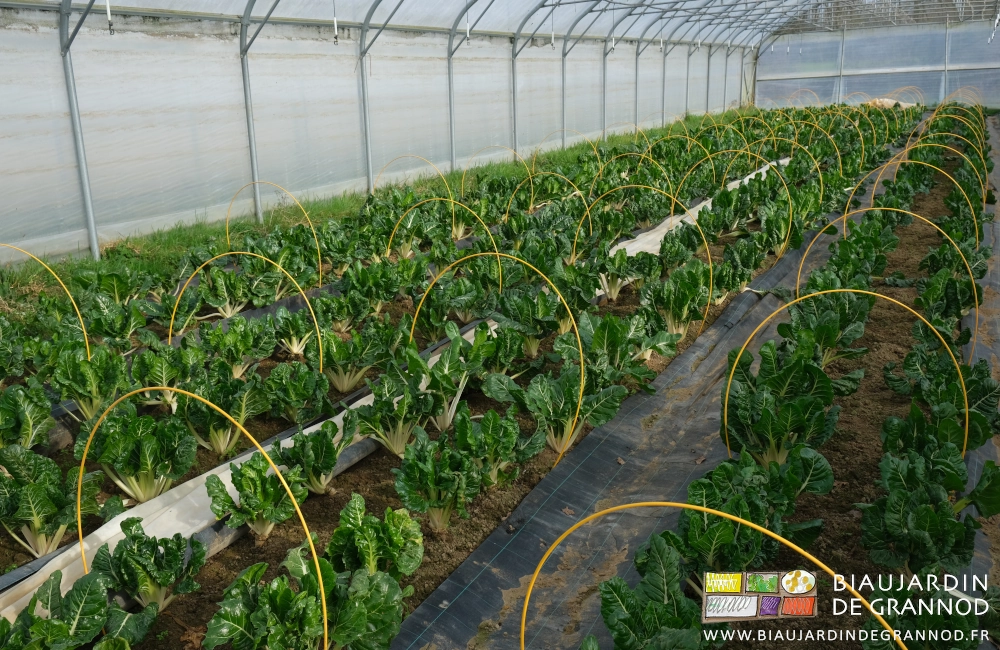 photo de cote de bette race bressane découverte et les arceaux chenille toujours en place