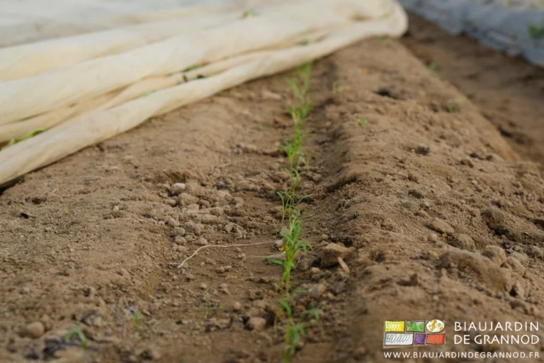 photo proche de carotte levée sous un voile thermique