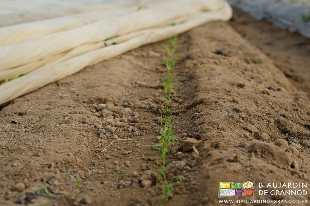 photo proche de carotte levée sous un voile thermique