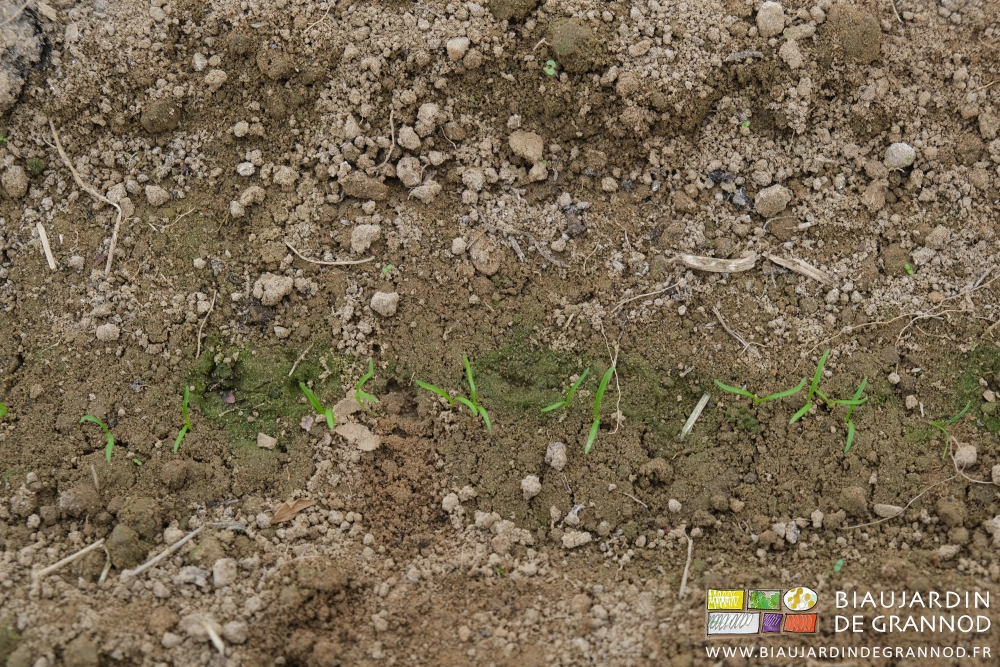 photo proche de carotte levée dans une planche encore assez propre