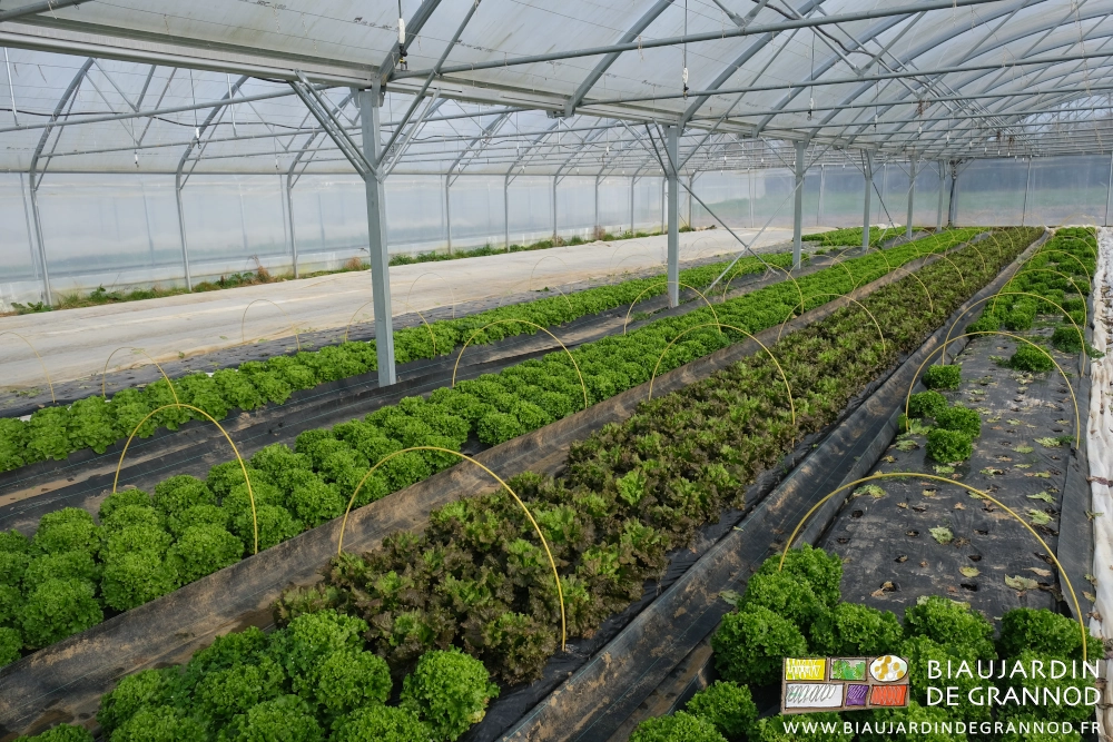 photo de planches en salade vertes ou brunes à différents stades dans un bi-tunnel