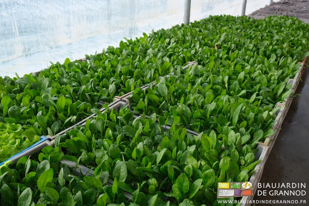 photo dans la serre solaire de caisses de mottes carrées d'épinard bonne à repiquer