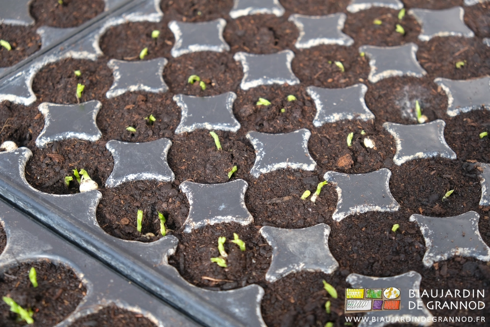 photo de plaques de mottes de petit pois en train de lever dans la serre solaire