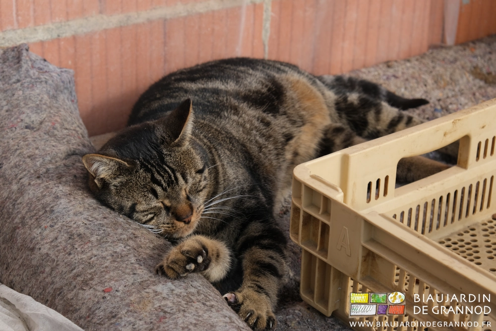 photo d'un de nos chats cahsseur de rongeur faisant sa sieste au chaud sur une tablette de la serre à plants