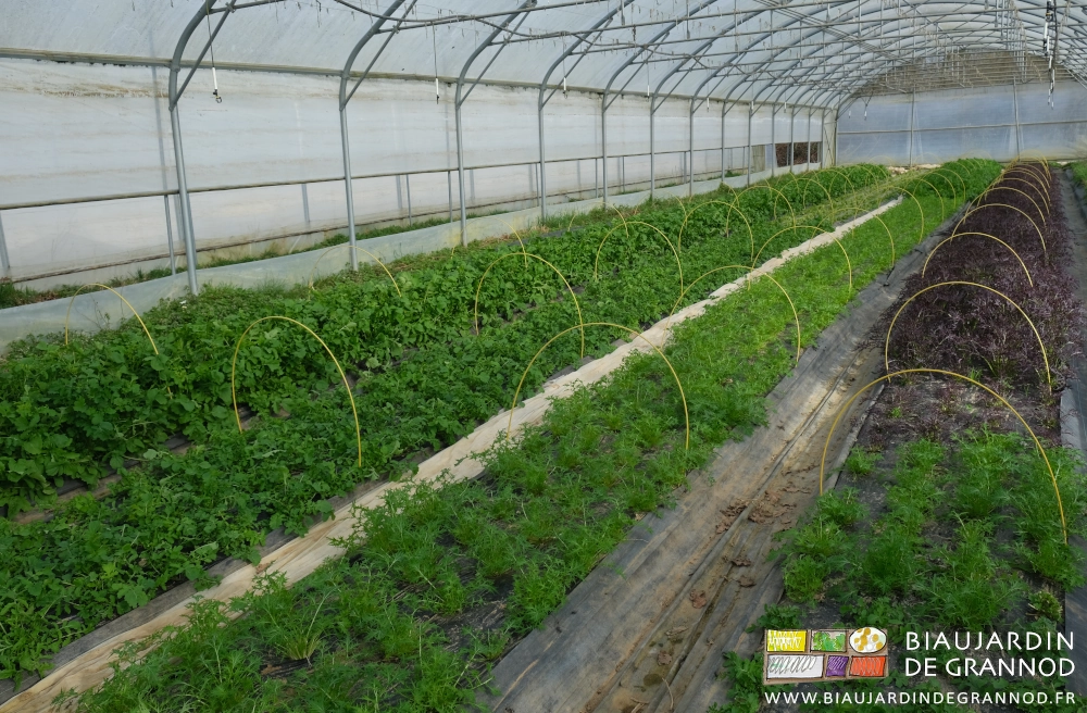 photo d'un tunnel en mesclun aérations latérales un peu relevées, sur toute sa longueur