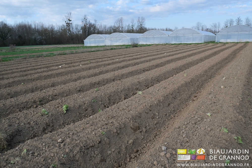 photo d'un carré les planches fissurées au cultibutte