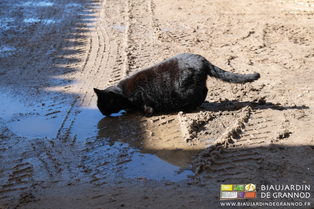 photo d'un de nos chats lapant l'eau d'une flaque terreuse de la cour