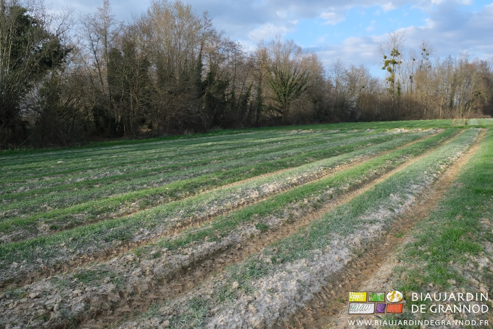 photo de plusieurs carrés en engrais vert blanchis par l'épandage de chaux