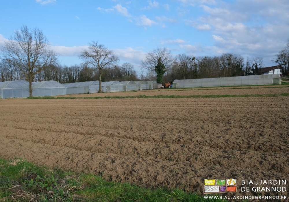 photo de planches d'engrais vert déchaumée à coté d'autres déjà montées et fissurées