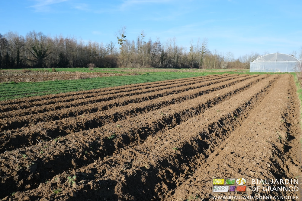photo d'un carré moitié de belles planches fissurées l'autre d'engrais vert