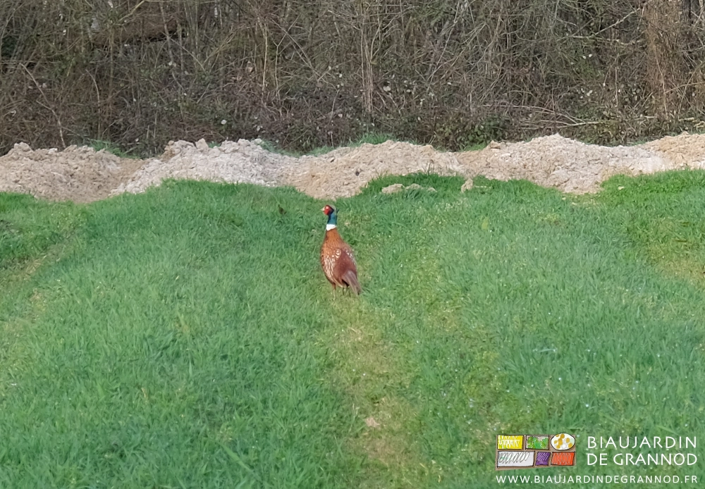 photo d'un faisan mâle se pavanant au jardin dans des planches en engrais vert