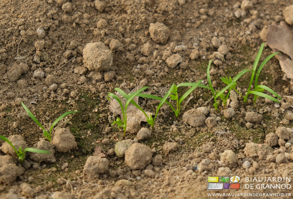 photo proche de carottes en développement après le premier binage