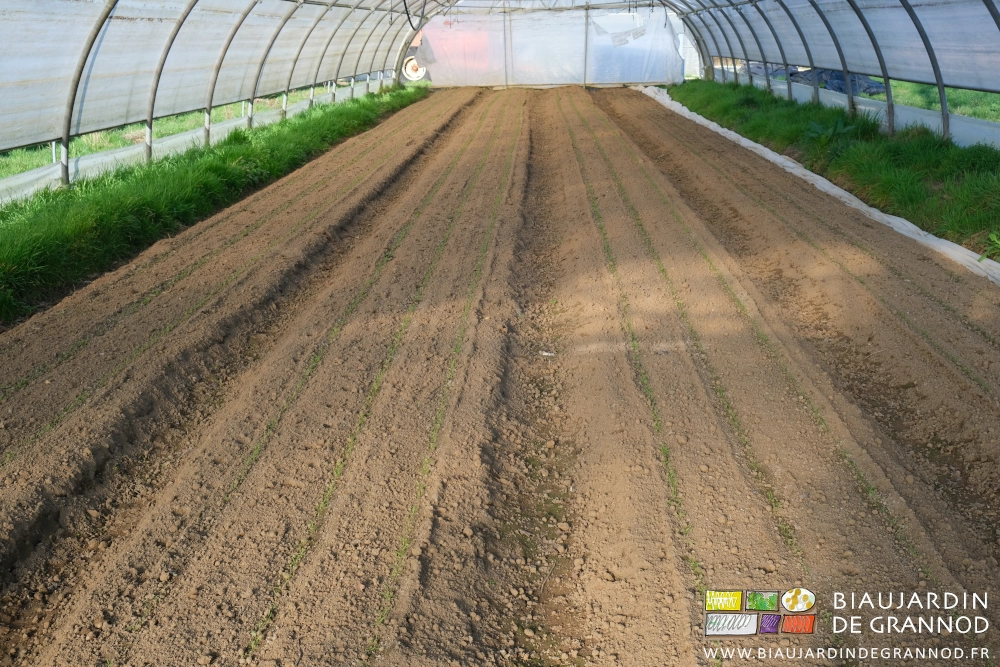 photo des planches de carotte binées sous tunnel