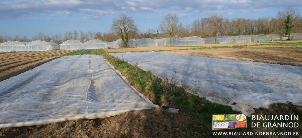 carrés de choux repiqués protégés par des voiles thermiques