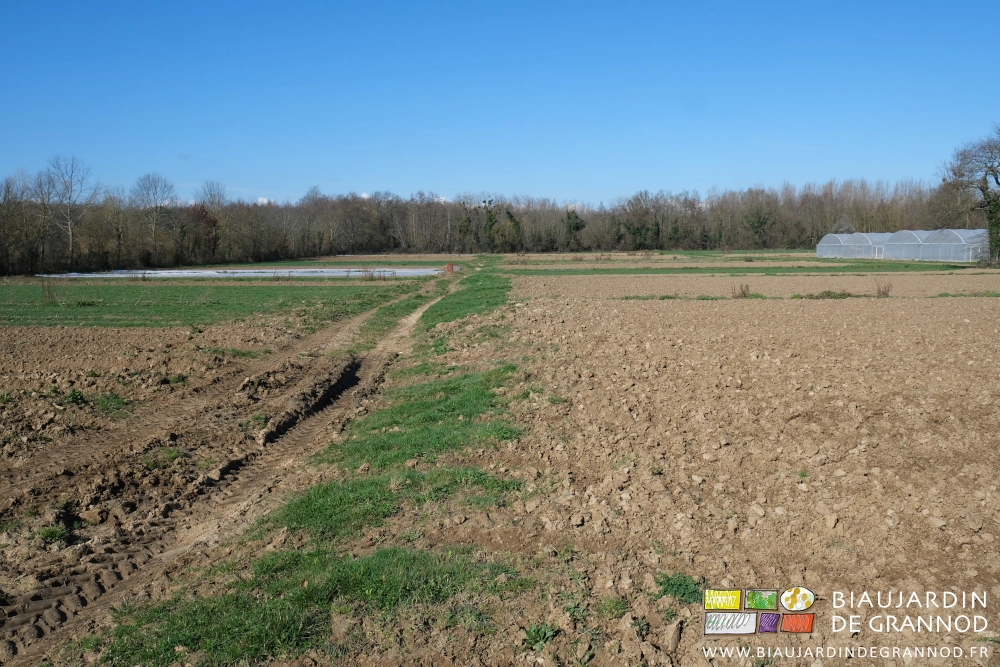 photo d'ensemble du jardin alternance de carrés en planche travaillée et en engrais vert