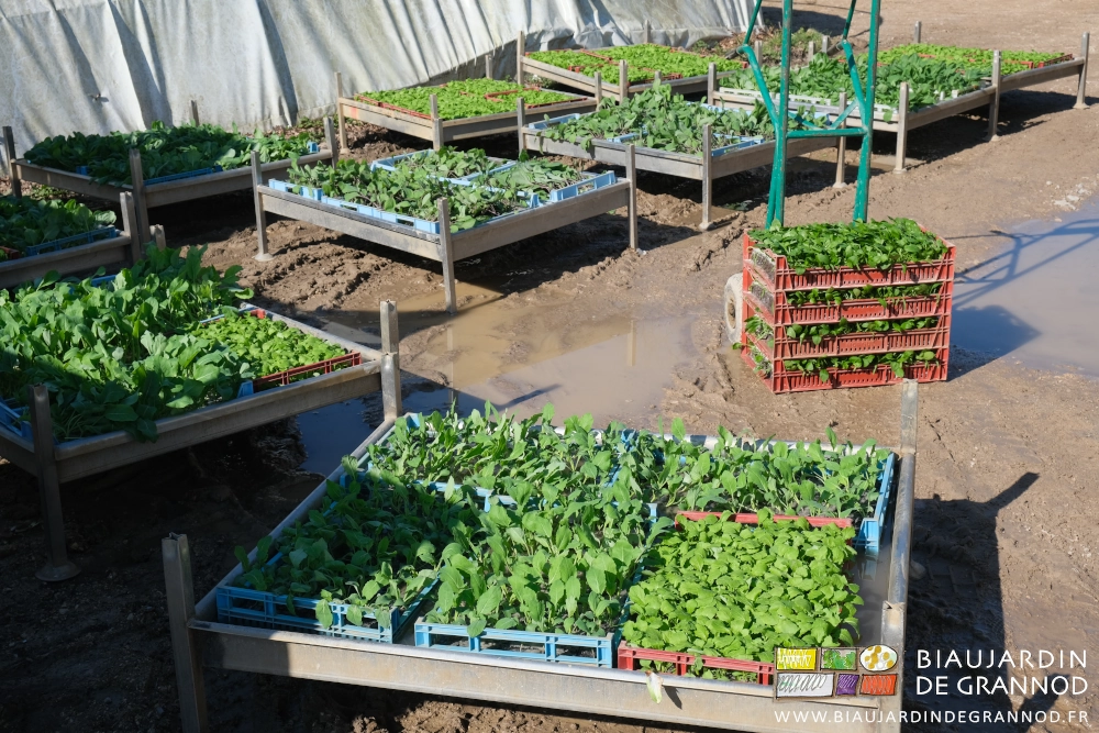 photo des bacs à endive garnis de chacun 5 caisses de mottes en train de boire