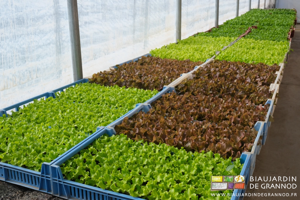 photo dans la serre solaire de caisses de mottes de salade prêtes au repiquage