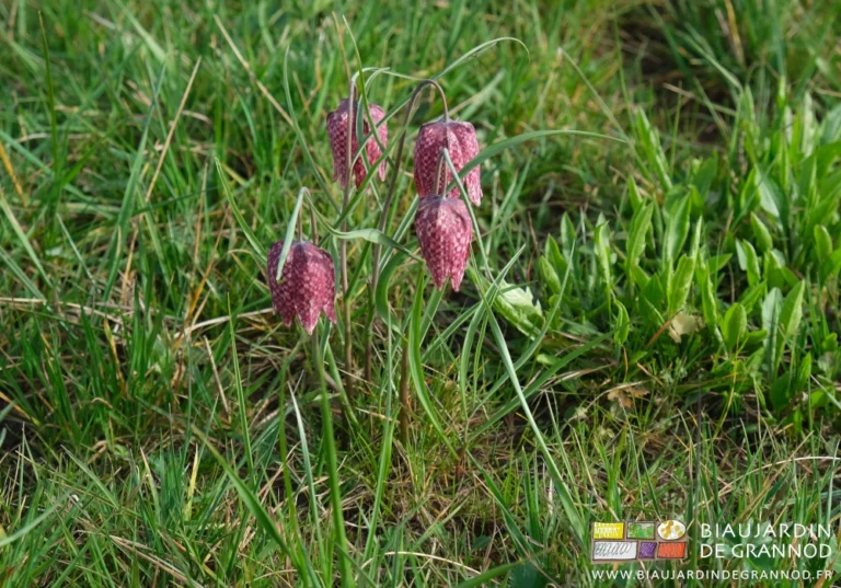 photo de la cloche violette bordeaux et rose d'une fritillaire pintade dans une de nos prairies inondables